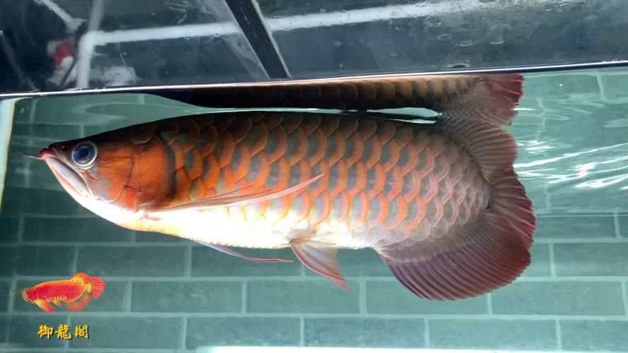 天王紅龍魚多少錢一條圖片