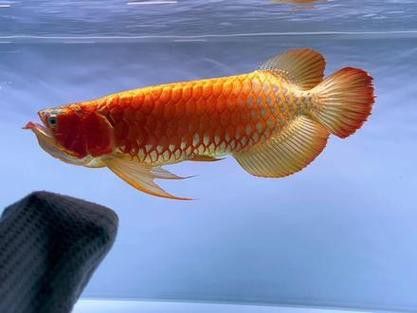 天王紅龍魚多少錢一條圖片