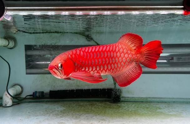 天王紅龍魚多少錢一條圖片