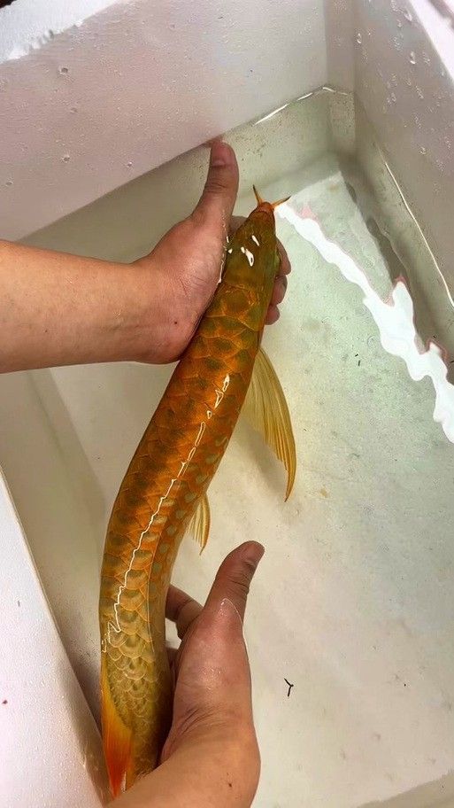 天王紅龍魚多少錢一條圖片