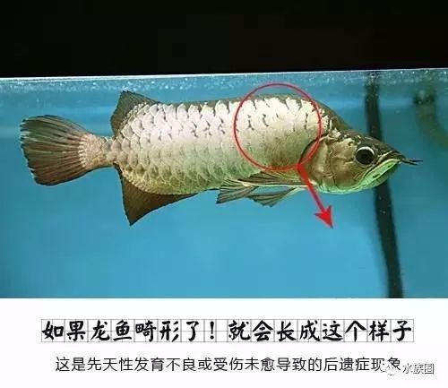龍魚拔鱗片的注意事項(處理龍魚鱗片問題時需要注意以下幾個方面) 龍魚百科 第2張 龍魚拔鱗片的注意事項(處理龍魚鱗片問題時需要注意以下幾個方面) 龍魚拔鱗片的注意事項(處理龍魚鱗片問題時需要注意以下幾個方面) 龍魚百科 第2張