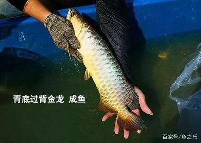 龍魚拔鱗片的注意事項(處理龍魚鱗片問題時需要注意以下幾個方面) 龍魚百科 第5張 龍魚拔鱗片的注意事項(處理龍魚鱗片問題時需要注意以下幾個方面) 龍魚拔鱗片的注意事項(處理龍魚鱗片問題時需要注意以下幾個方面) 龍魚百科 第5張