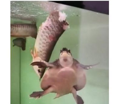 金龍魚吃烏龜：金龍魚吃烏龜嗎？