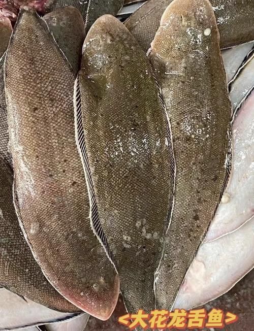 龍利魚照片 龍利魚照片 龍魚百科 第14張