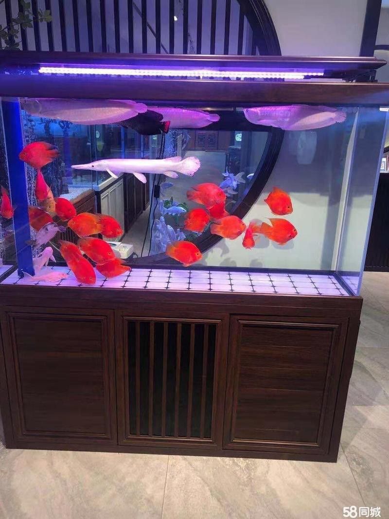 剛買回來的龍魚怎么處理好（新買的小金魚喂龍魚之前怎么處理才可以喂龍魚和虎魚） 剛買回來的龍魚怎么處理好（新買的小金魚喂龍魚之前怎么處理才可以喂龍魚和虎魚） 龍魚百科 第2張