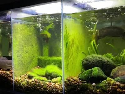 養雷龍魚魚缸怎么布景：養雷龍魚魚缸布景的建議