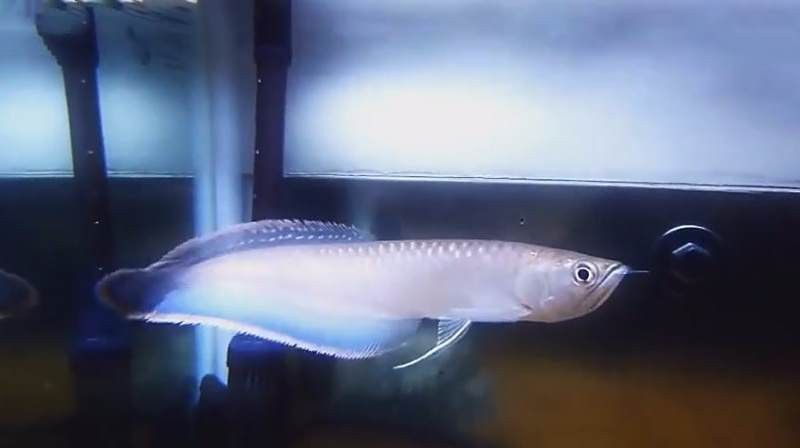 有黑色龍魚嗎視頻播放