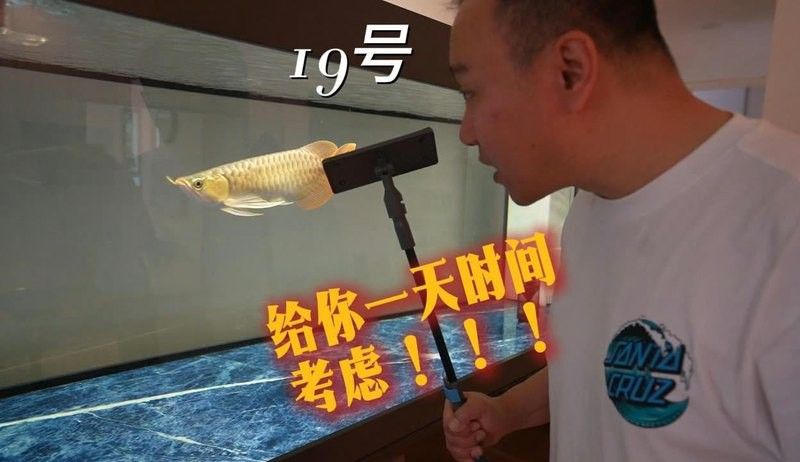 有黑色龍魚嗎視頻播放