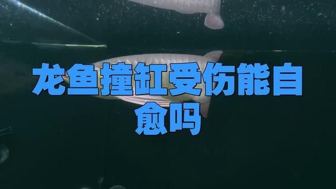 龍魚打架受傷后如何促進愈合？