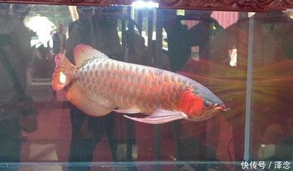 龍魚的飼料魚怎么檢疫：如何自行判斷飼料魚健康，龍魚綜合檢疫的具體步驟