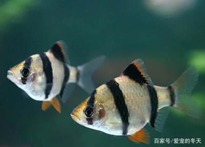 龍魚哪種好養(yǎng)：幾種好養(yǎng)的龍魚品種