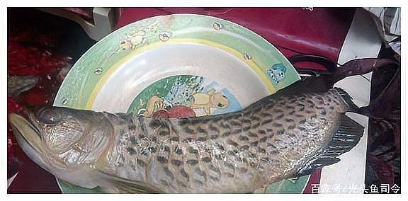 龍魚好吃嘛