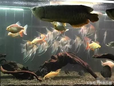 龍魚混養埃及神仙魚可以嗎：龍魚與埃及神仙魚能否混養取決于多種因素，養殖師的意見 龍魚混養埃及神仙魚可以嗎：龍魚與埃及神仙魚能否混養取決于多種因素，養殖師的意見 龍魚百科 第1張