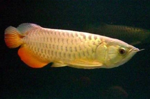 金龍魚和清道夫能一起養嗎怎么養 金龍魚和清道夫能一起養嗎怎么養 龍魚百科 第1張