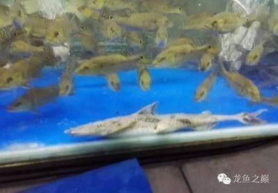 龍魚批發市場價格（圖片價格表）