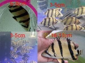 龍魚批發市場價格（圖片價格表）