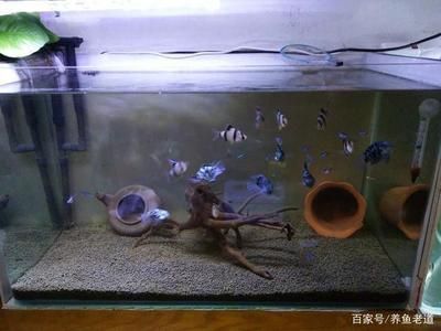 50厘米魚缸養多大銀龍魚（養銀龍魚需要多大的魚缸）