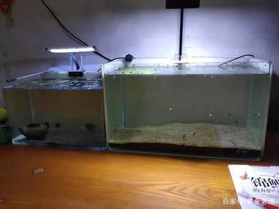 50厘米魚缸養多大銀龍魚（養銀龍魚需要多大的魚缸）