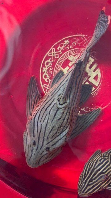 綠皮皇冠豹價(jià)格