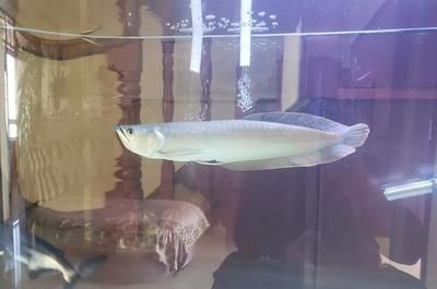 龍魚什么品相最貴（龍魚中最貴重的品種及其特點(diǎn)）