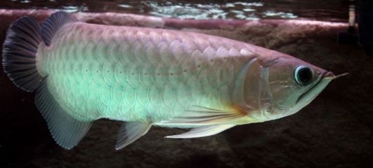 粗線銀板和龍魚混養(yǎng)：粗線銀板能否與龍魚混養(yǎng)？全面解析混養(yǎng)要點(diǎn)與注意事項(xiàng) 粗線銀板和龍魚混養(yǎng)：粗線銀板能否與龍魚混養(yǎng)？全面解析混養(yǎng)要點(diǎn)與注意事項(xiàng) 龍魚百科 第2張