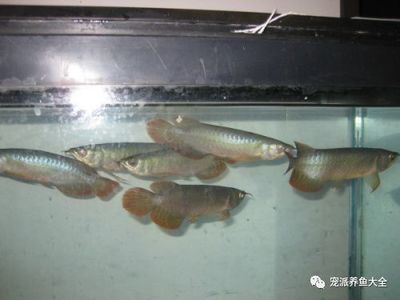 如何減少過背金龍魚的攻擊性？ 如何減少過背金龍魚的攻擊性？ 龍魚百科 第1張