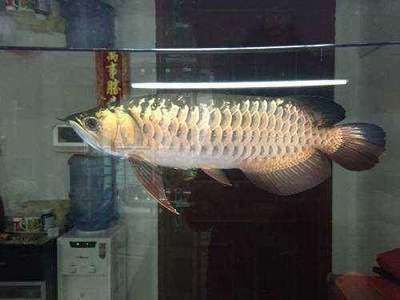 如何減少過背金龍魚的攻擊性？ 如何減少過背金龍魚的攻擊性？ 龍魚百科 第4張