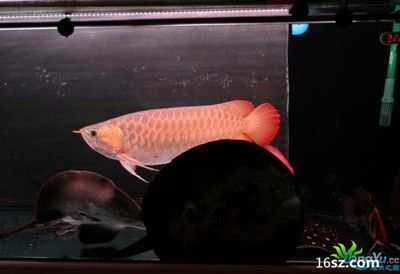 養殖金龍魚多少錢一條：養殖金龍魚多少錢一條養殖金龍魚多少錢一條 養殖金龍魚多少錢一條：養殖金龍魚多少錢一條養殖金龍魚多少錢一條 龍魚百科 第3張