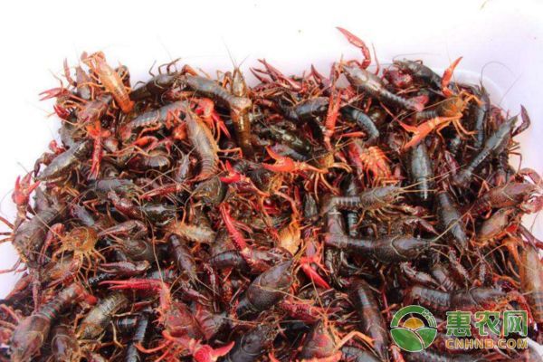 龍魚和蝦混養(yǎng)：龍魚飼料魚與蝦虎魚混養(yǎng)成功案例