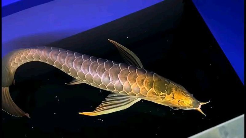 金龍七鰭的起源和歷史簡(jiǎn)介