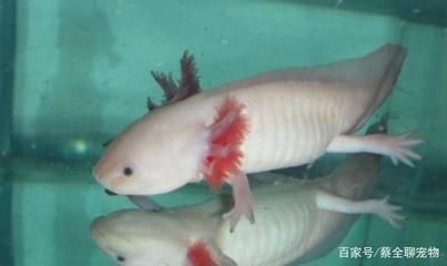 龍魚的飼養條件和要求（飼養龍魚的注意事項）
