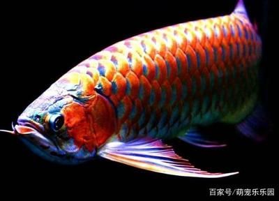 如何區分龍魚雌雄：區分龍魚雌雄的方法主要有以下幾個方面：雄性的龍魚體型 如何區分龍魚雌雄：區分龍魚雌雄的方法主要有以下幾個方面：雄性的龍魚體型 龍魚百科 第1張