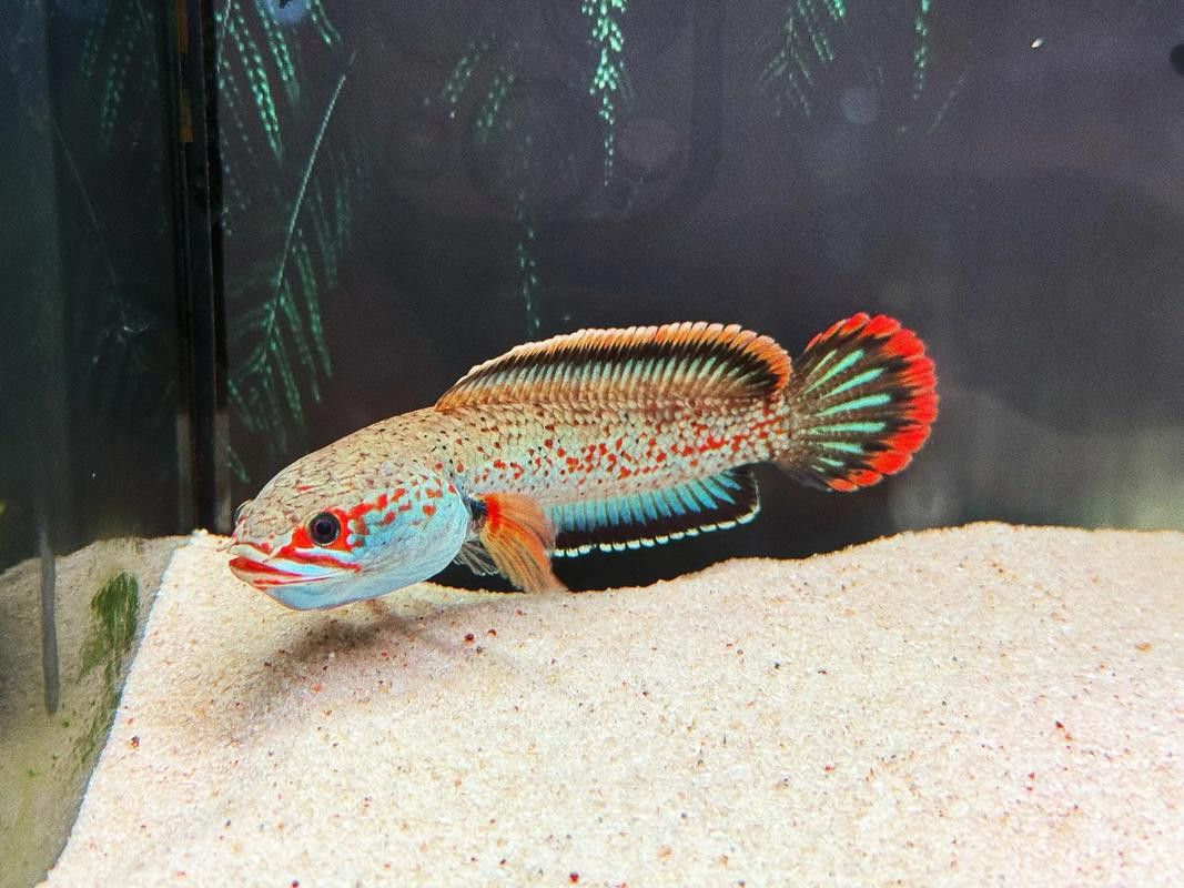 血一雷龍魚 血一雷龍魚 龍魚百科 第1張