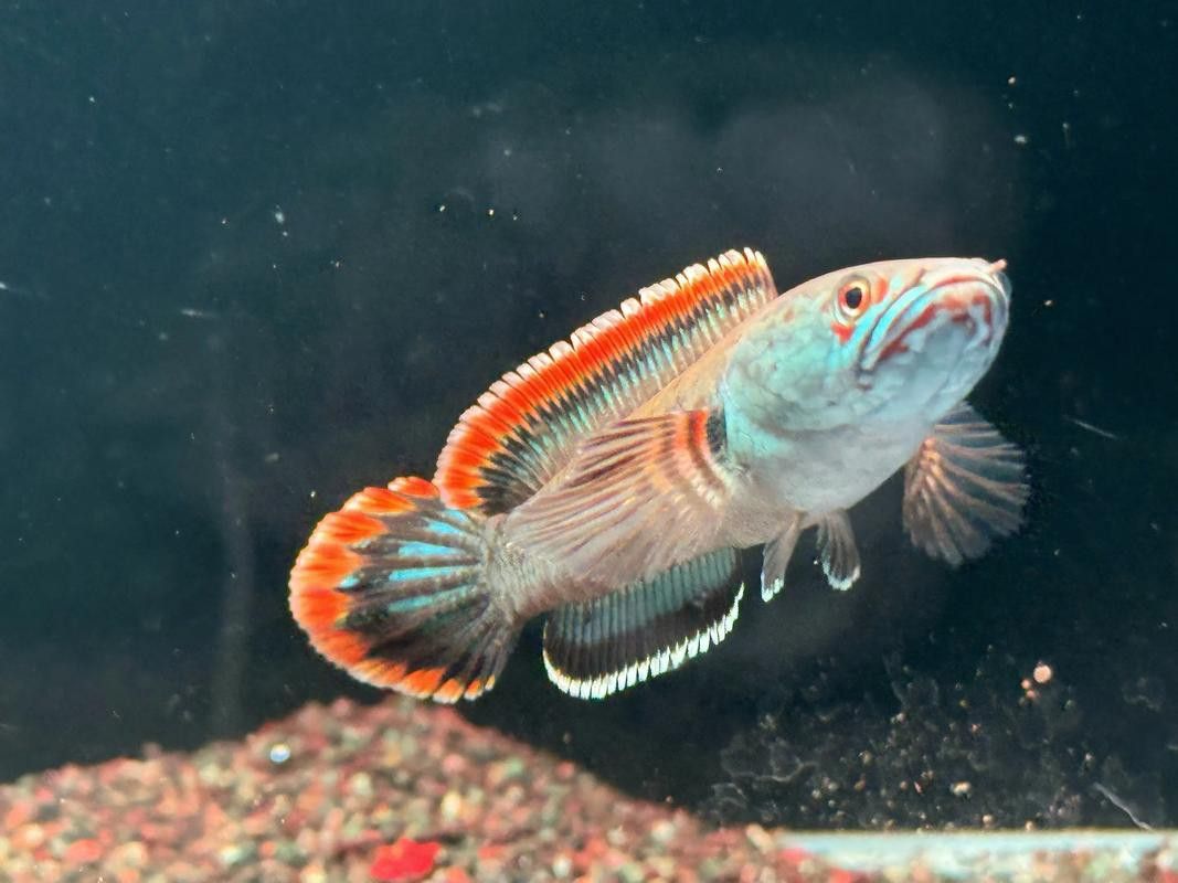 血一雷龍魚 血一雷龍魚 龍魚百科 第6張