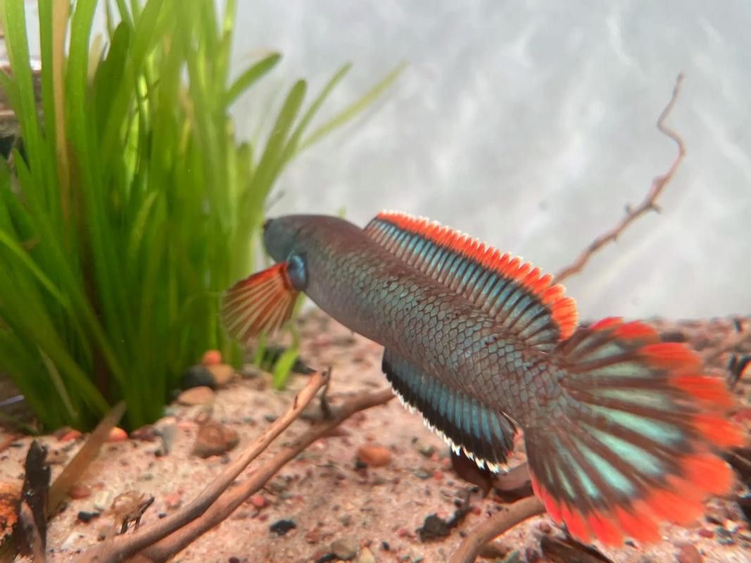 血一雷龍魚 血一雷龍魚 龍魚百科 第15張