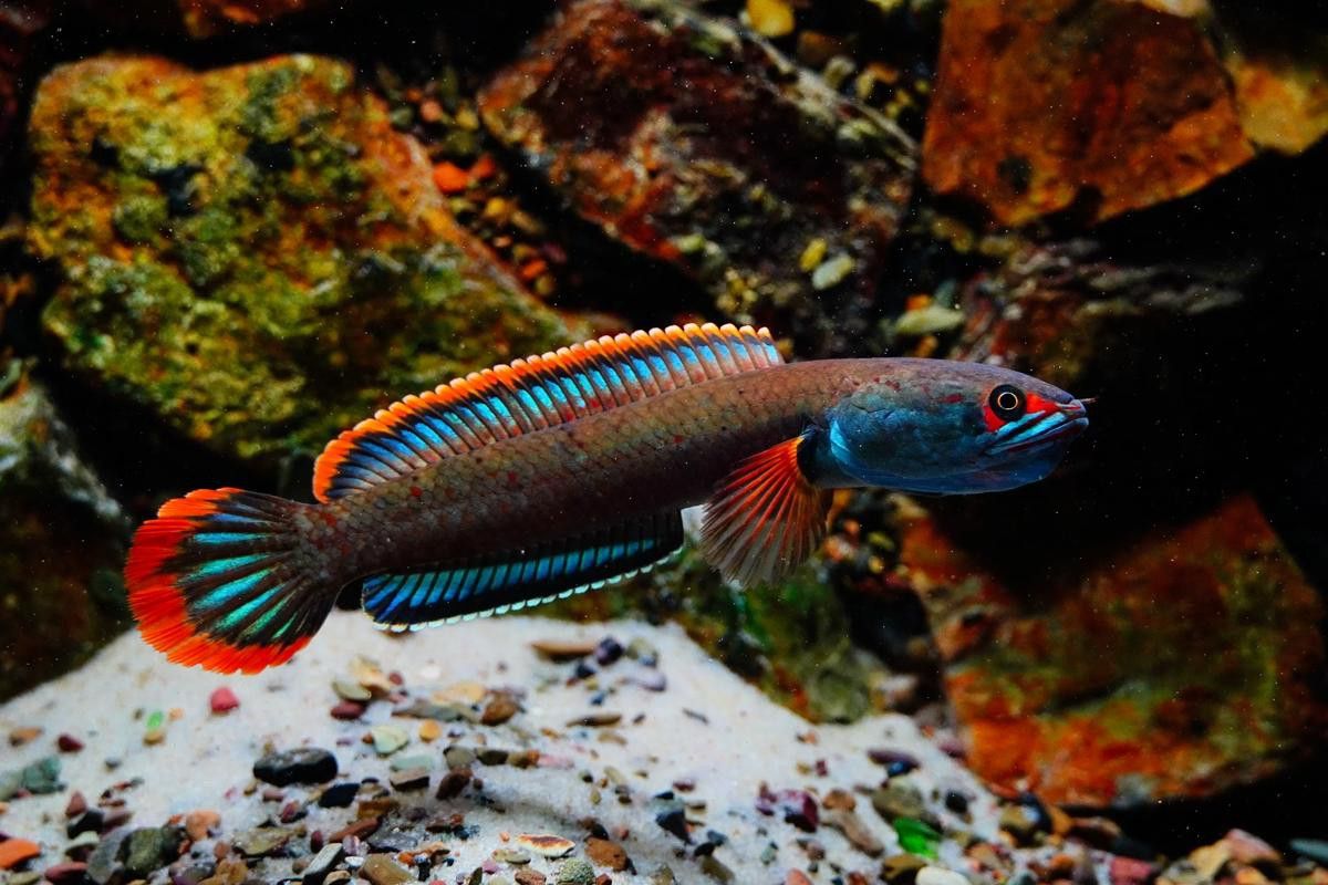血一雷龍魚 血一雷龍魚 龍魚百科 第14張