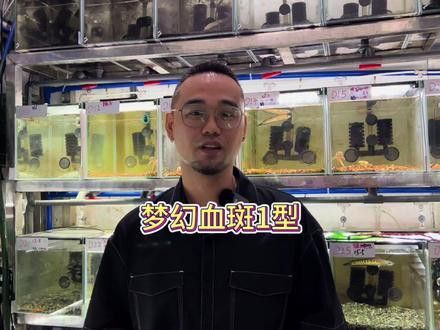 血一雷龍魚 血一雷龍魚 龍魚百科 第9張