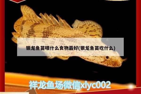 銀龍魚苗日常營養需求：銀龍魚苗的日常營養需求