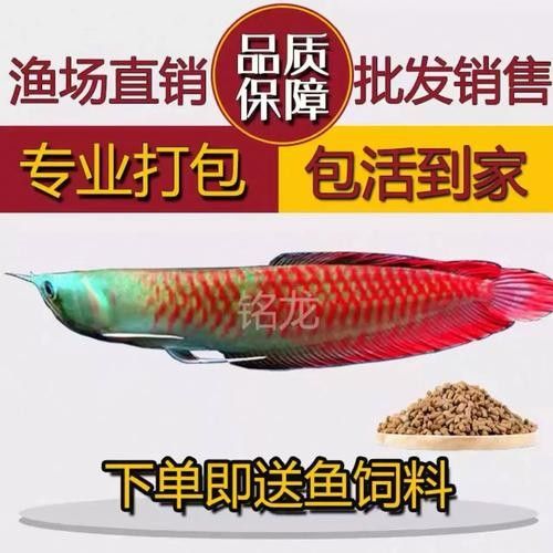 銀龍魚市場價格查詢