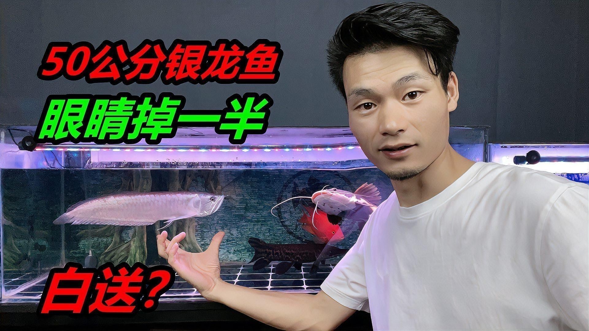 銀龍魚趴缸底怎么辦