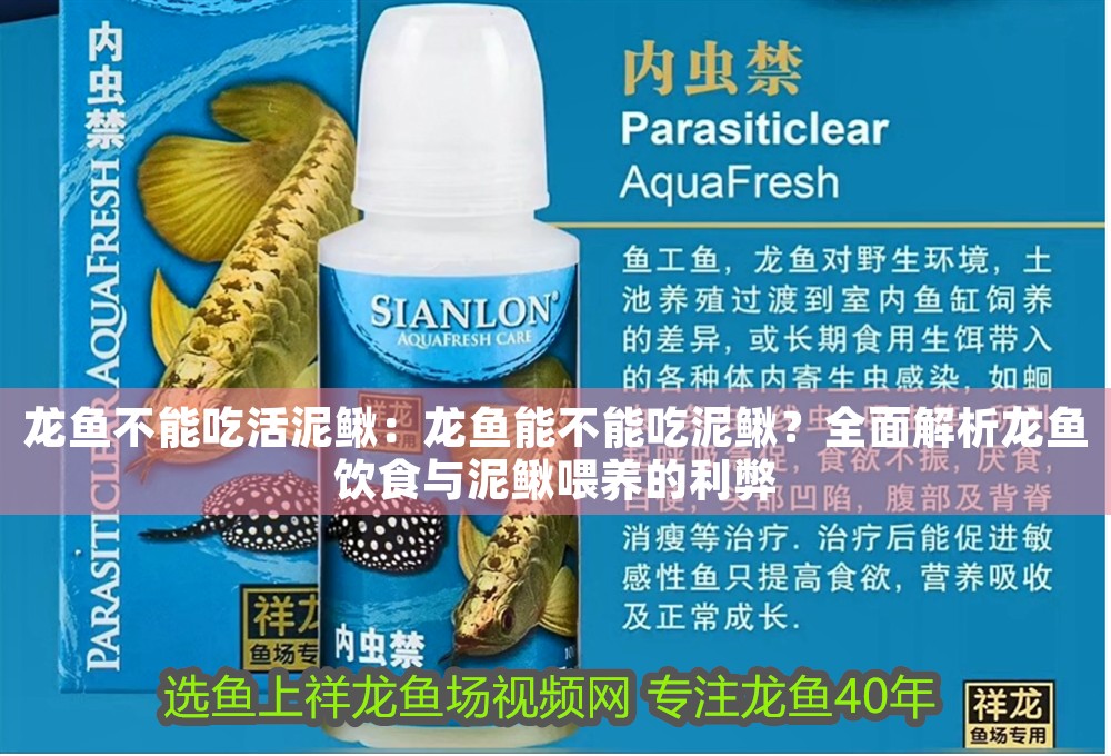 龍魚不能吃活泥鰍：龍魚能不能吃泥鰍？全面解析龍魚飲食與泥鰍喂養的利弊