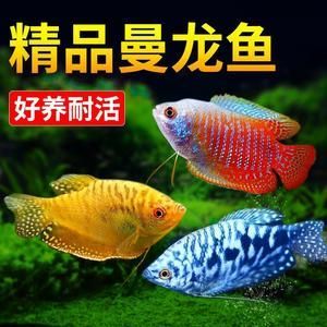 龍魚怎么選擇品相好的魚苗呢：在選擇品相好的龍魚魚苗時