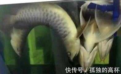 養(yǎng)龍魚會賺錢嗎現(xiàn)在怎么樣：養(yǎng)龍魚會賺錢嗎 養(yǎng)龍魚會賺錢嗎現(xiàn)在怎么樣：養(yǎng)龍魚會賺錢嗎 龍魚百科 第1張