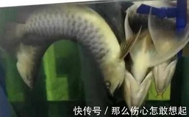 養(yǎng)龍魚會賺錢嗎現(xiàn)在怎么樣：養(yǎng)龍魚會賺錢嗎 養(yǎng)龍魚會賺錢嗎現(xiàn)在怎么樣：養(yǎng)龍魚會賺錢嗎 龍魚百科 第2張