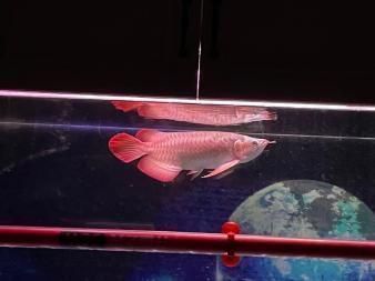 金龍魚和紅龍魚能繁殖嗎（金龍魚與紅龍魚的區別） 金龍魚和紅龍魚能繁殖嗎（金龍魚與紅龍魚的區別） 龍魚百科 第4張