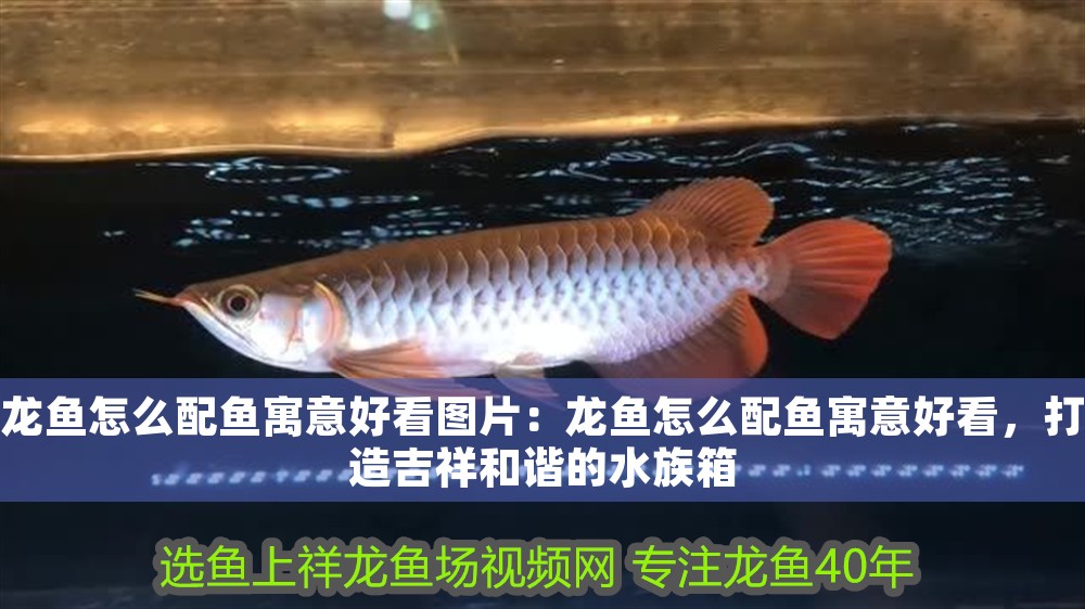龍魚怎么配魚寓意好看圖片：龍魚怎么配魚寓意好看，打造吉祥和諧的水族箱