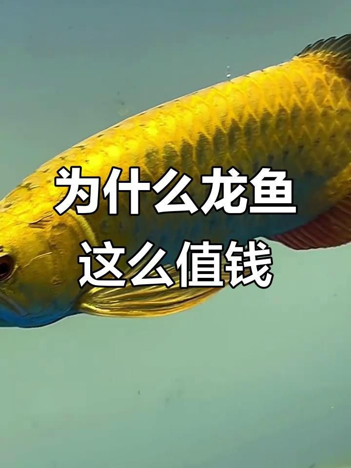 龍魚一般什么價位一斤 龍魚一般什么價位一斤 龍魚百科 第8張