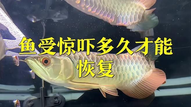 龍魚受驚嚇的解決方法