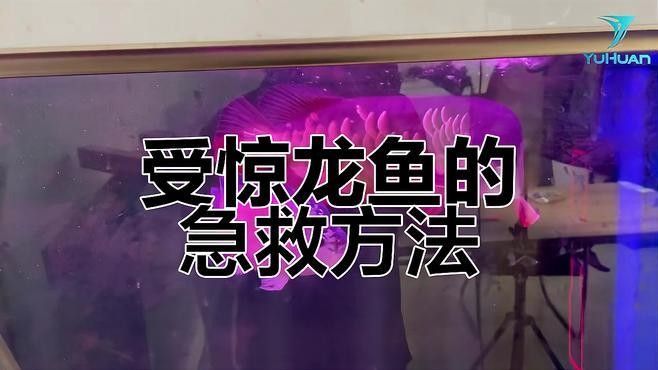 龍魚受驚嚇的解決方法