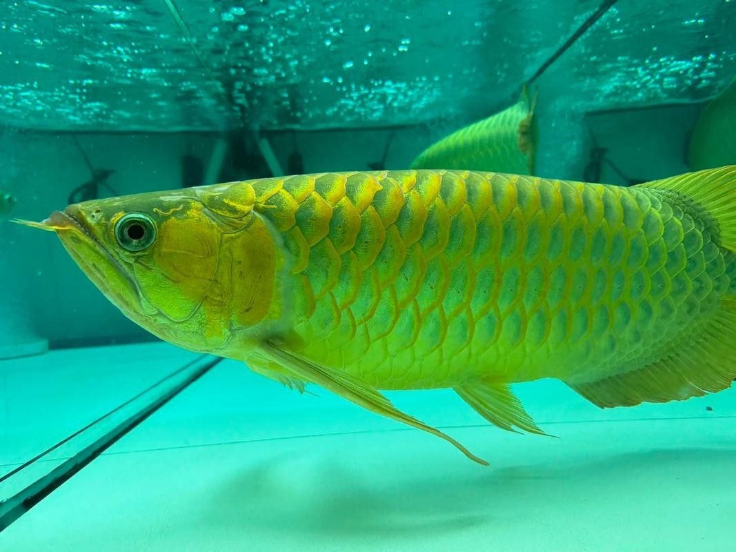橙紅龍魚發色過程圖片